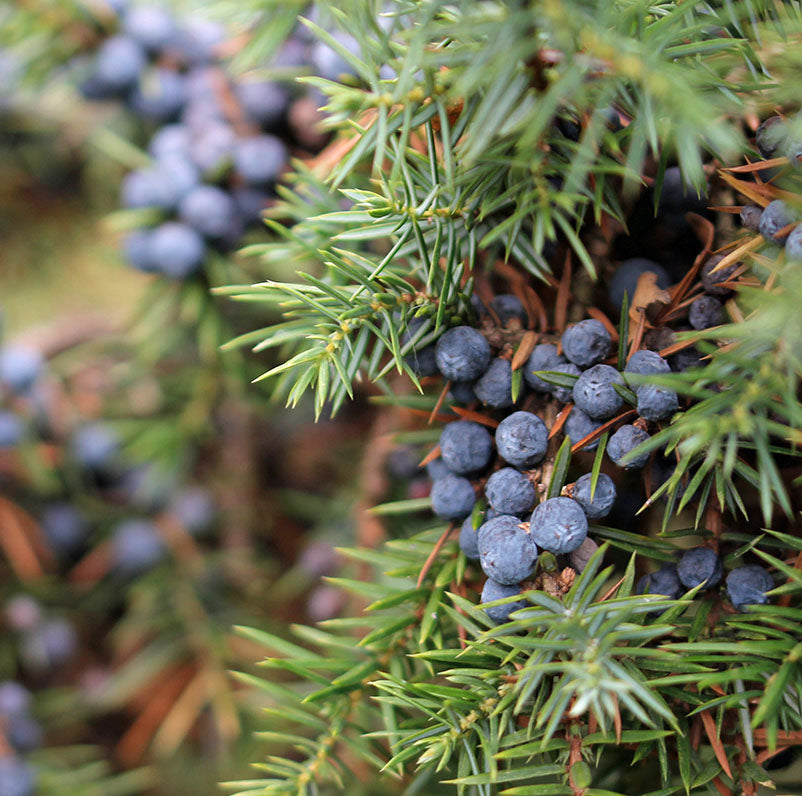 Juniper Berries